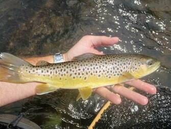 Wild Brown Trout