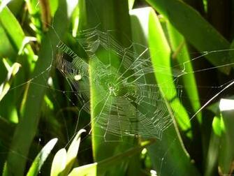 Mlewallpaper Spiderweb In Tropical Leaves