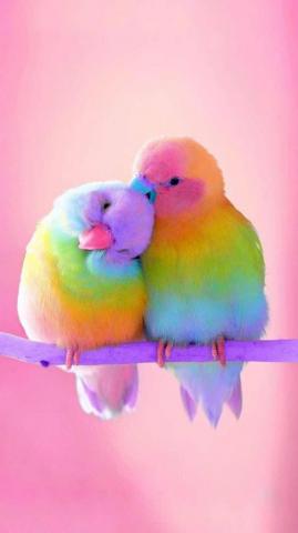 iPhone And Android Wallpaper Colorful Birds For