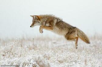 Wallpaper Coyote Colorado Desktop