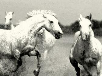 Black And White Horses Wallpaper Kiyute80