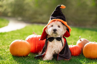 Top Picks For Last Minute Halloween Fun Everyone Ordnance