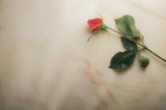 Anita Gil On Funeral Background Cards White