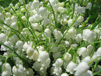 White Flower Nature Lily Of The Valley HD Wallpaper