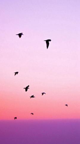 Birds Flying In Purple Sunset iPhone Wallpaper