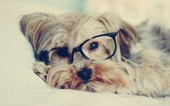 Animals Dogs Glasses Puppies Hipster Wallpaper