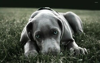 Weimaraner Wallpaper Animal