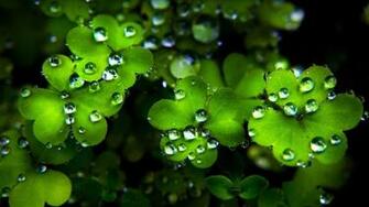 St Patrick S Day Background Powerpoint Background For