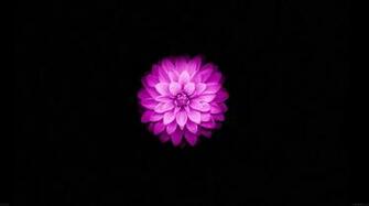 Apple iPhone And 6s Wallpaper With Purple Lotus Flower In