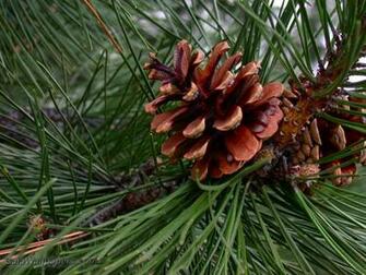 Mature Pine Cone Desktop Wallpaper
