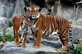 Siberian Tiger HD Wallpaper