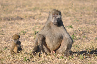 Baboon Wallpaper