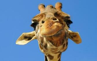 HD Giraffes Wallpaper And Photos Animals