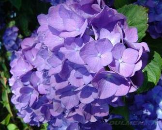 Purple Hydrangea Wallpaper