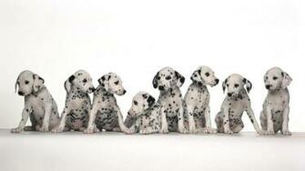 Dalmatian Wallpaper