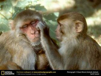 Monkey Picture Rhesus Desktop Wallpaper