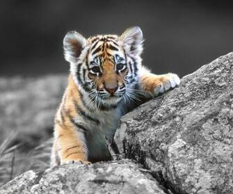 Tiger Baby Wallpaper Wallpaper55 Best