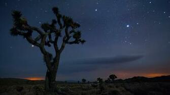 Joshua Tree Wallpaper