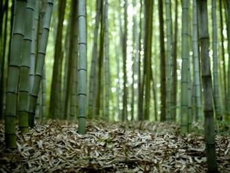 Bamboo Forest Wallpaper Image Photos Pictures And Background