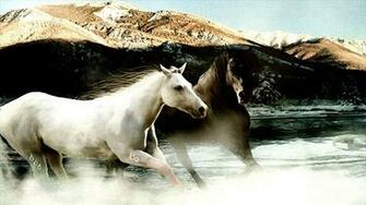 Black And White Horse Design Whiteoutlines