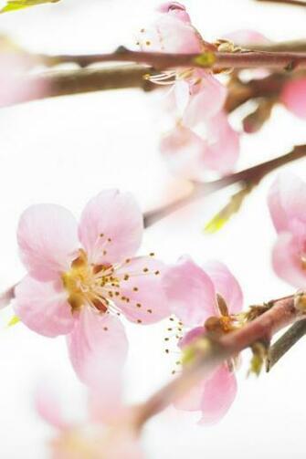 Flower iPhone Wallpaper Allpsd Net