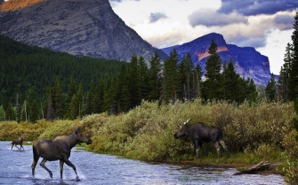 Moose In The Mountain Lake Wallpaper