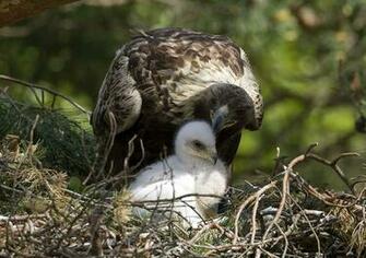 May A Golden Eagle Stands With Its Chick Inside Nest