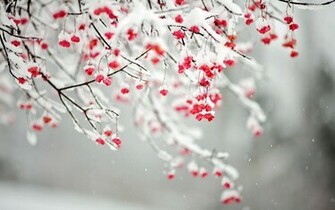 Wallpaper Winter Flowers