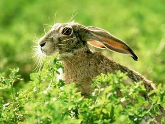 Hare Wallpaper