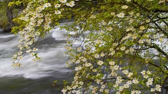 Spring Landscape Merced River Yosemite National Park California