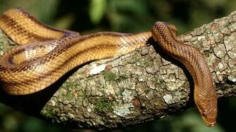 Snake Reptile Animal Animals Wallpaper HD