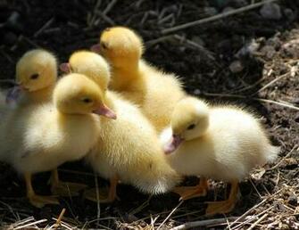 Chicks Chickens Wallpaper