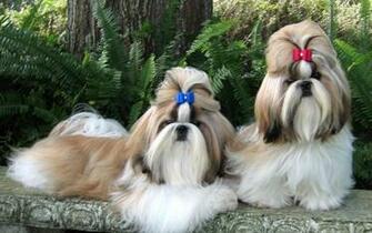 Shih Tzu Dog HD Wallpaper Screenshot