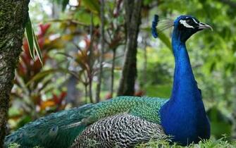 Peacock Wallpaper Animal