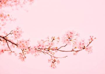 Pink Cherry Blossoms Poster By Bear Amber Art Displate