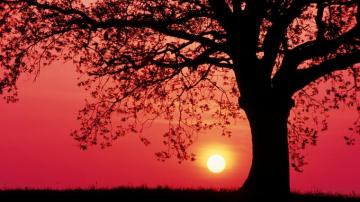 Tree Silhouette Wallpaper