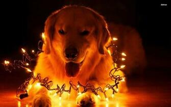 Dog In Christmas Lights Wallpaper Animal
