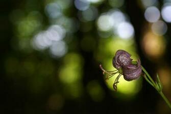 Flowers Macro Photography Wallpaper