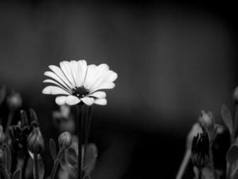 Black And White Flower Wallpaper Background For Desktop Next Image