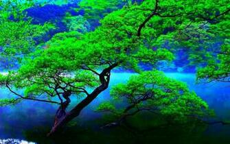 HD Forest Lake Wallpaper