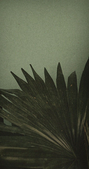 Green Aesthetic Palm Leaves Wallpaper