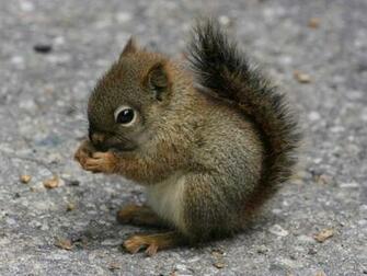 Desktop Wallpaper Baby Squirrel Cute Animal Iwallscreen