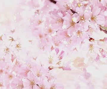 Nice Flowers Background 3d Wallpaper HD Cherry Blossom Pastel