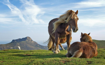 Beautiful Horses Wallpaper