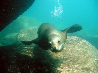 Sea Lion Swimming Wallpaper