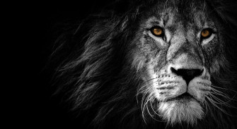 Black And White Lion Wallpaper