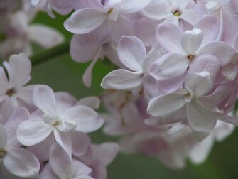 Flowers White Wallpaper Full HD
