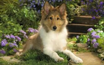 Windows7 Desktop Wallpaper Cute Dog Wide Hq