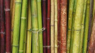Bamboo Wallpaper