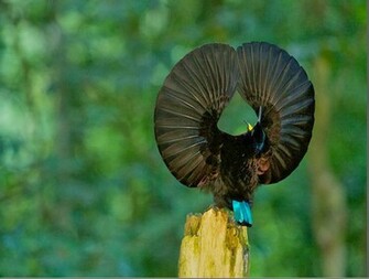 Birds Of Paradise Wallpaper For Desktop Wallpaperyork Brows Your